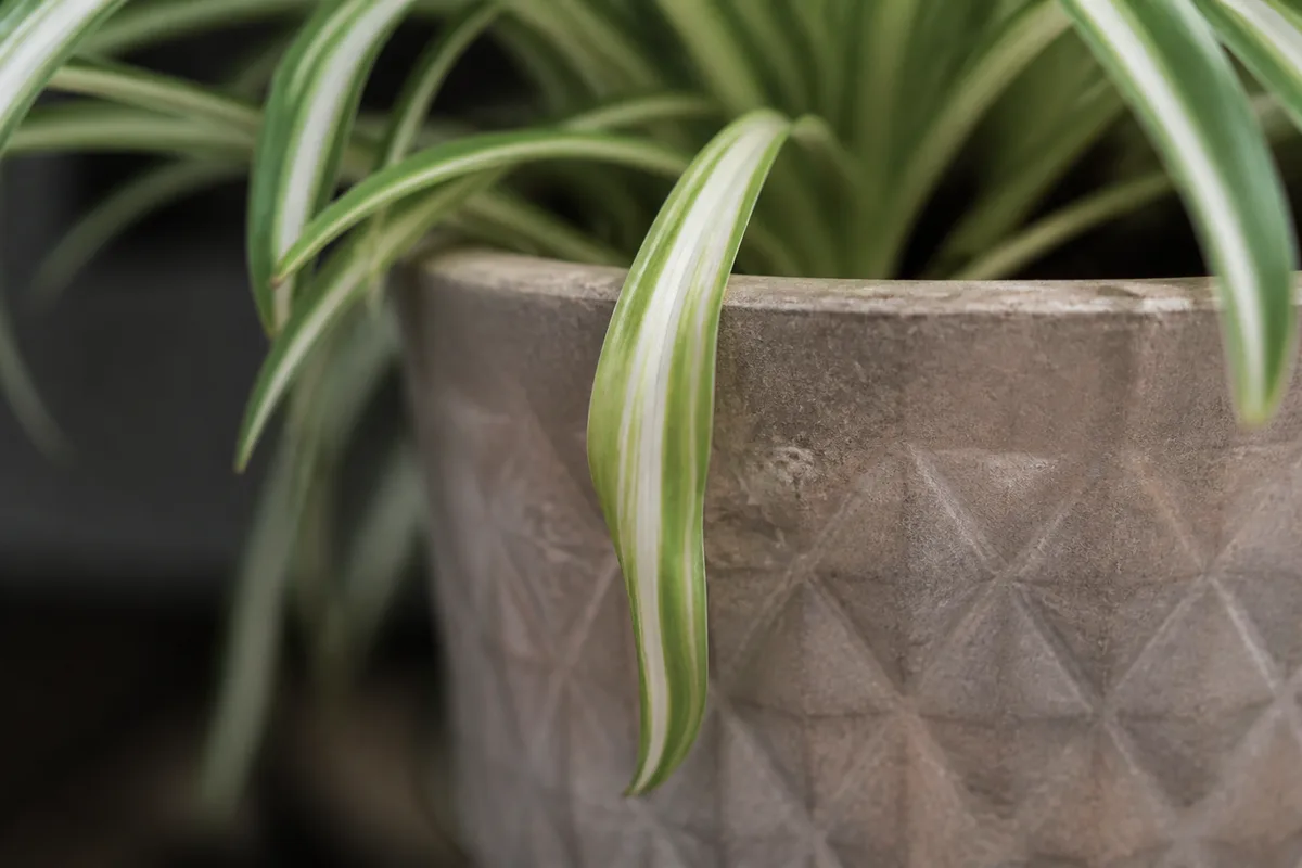 Close-up of Wilting on Spider Plant - diagnostic detail