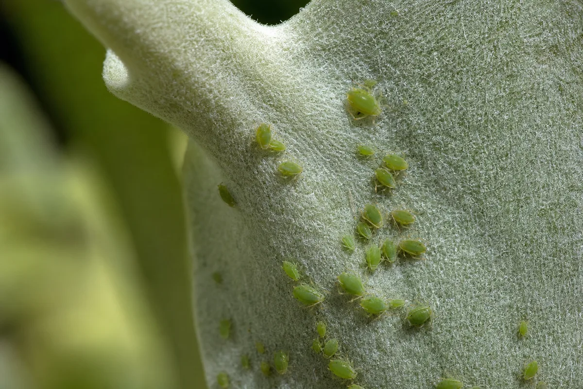 Close-up of Aphids on Staghorn Fern - diagnostic detail