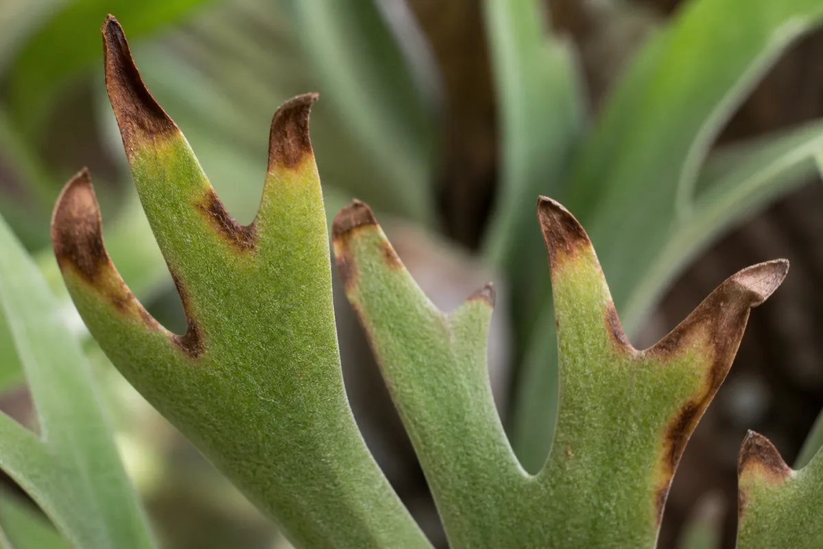 Close-up of Brown Tips on Staghorn Fern - diagnostic detail