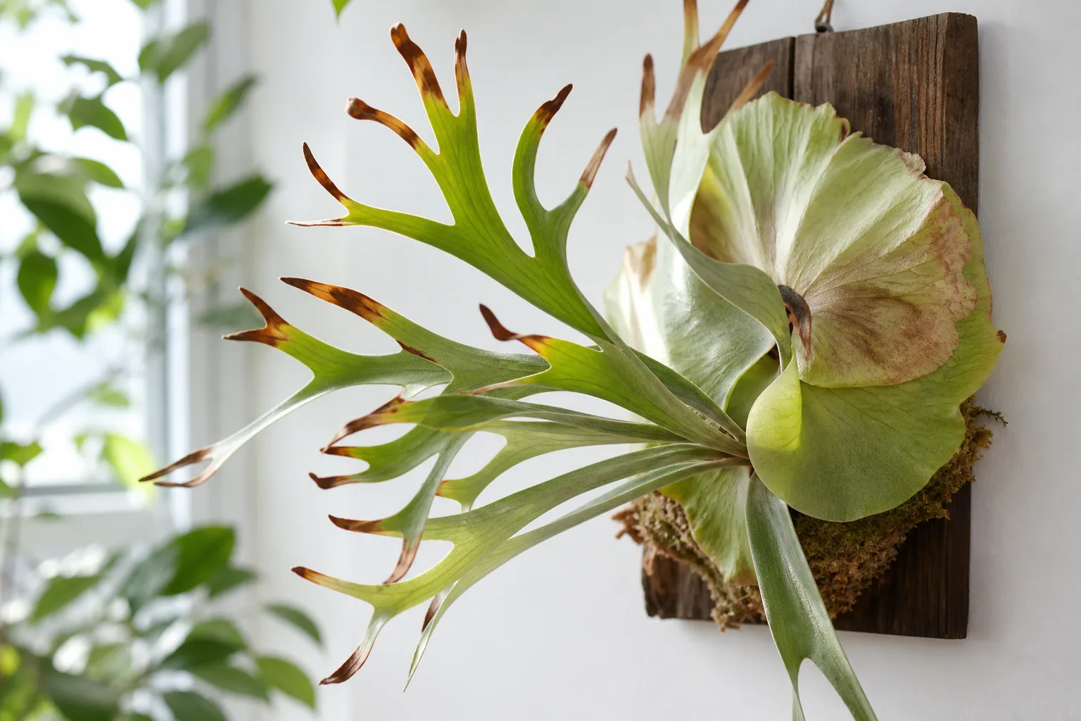 Brown Tips on Staghorn Fern - visible symptom on the plant