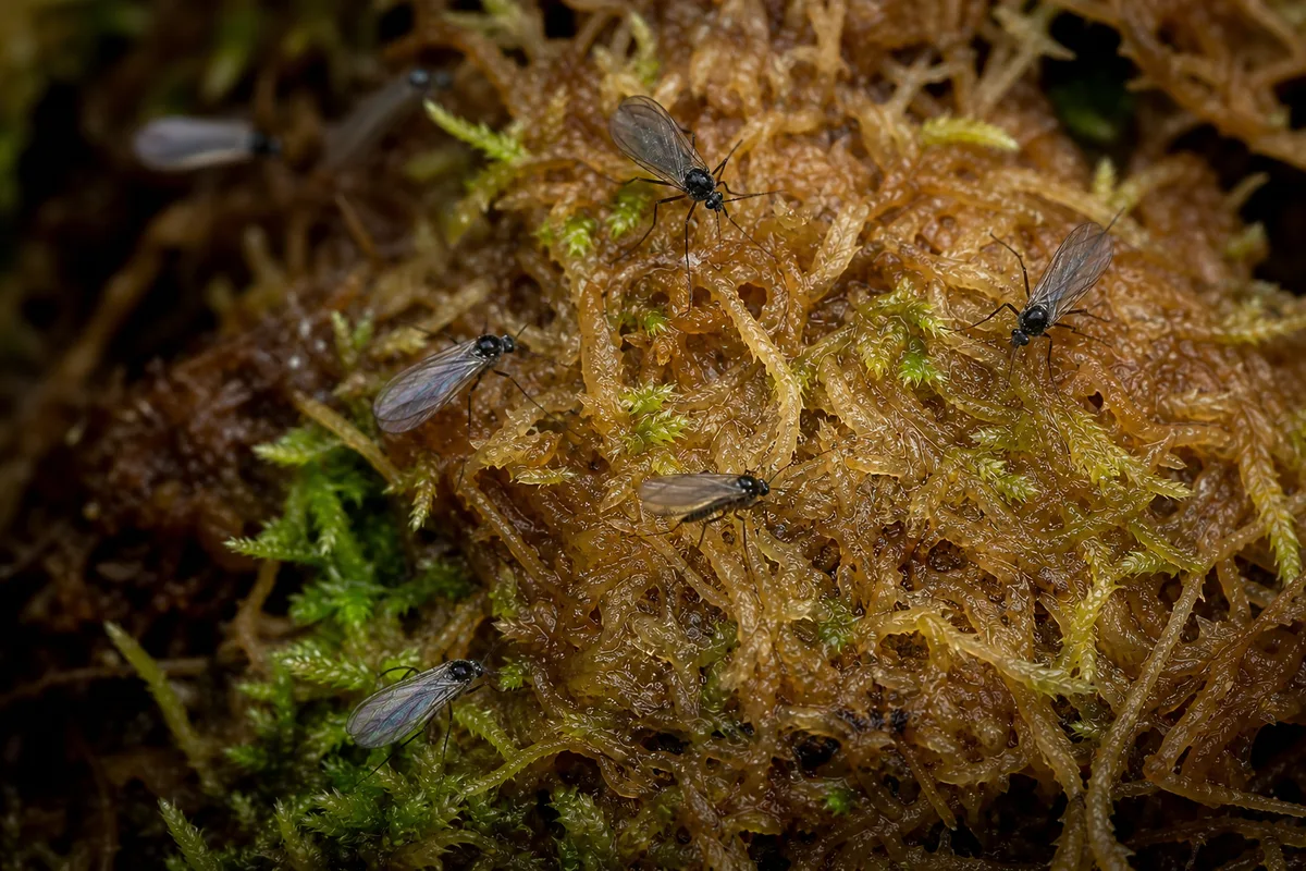 Close-up of Fungus Gnats on Staghorn Fern - diagnostic detail