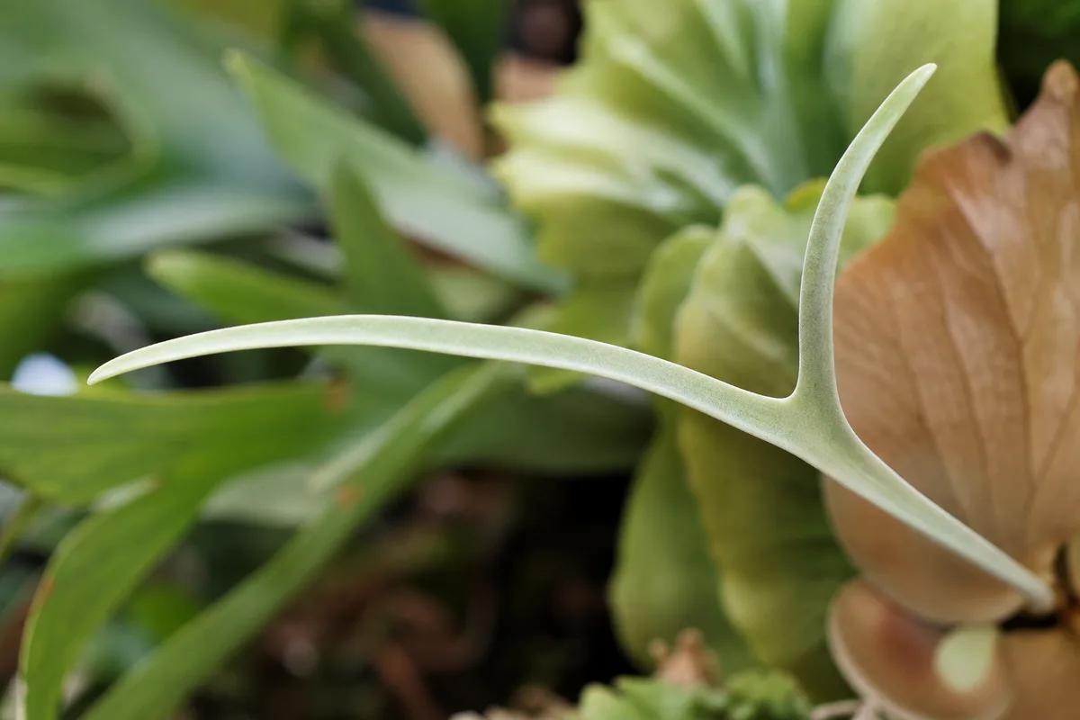 Close-up of Leggy Growth on Staghorn Fern - diagnostic detail