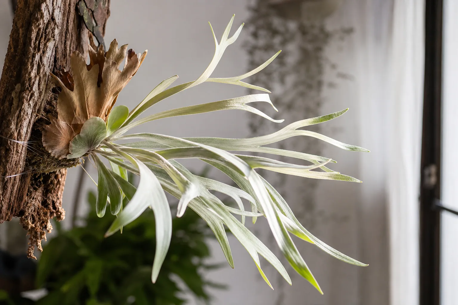 Leggy Growth on Staghorn Fern - visible symptom on the plant