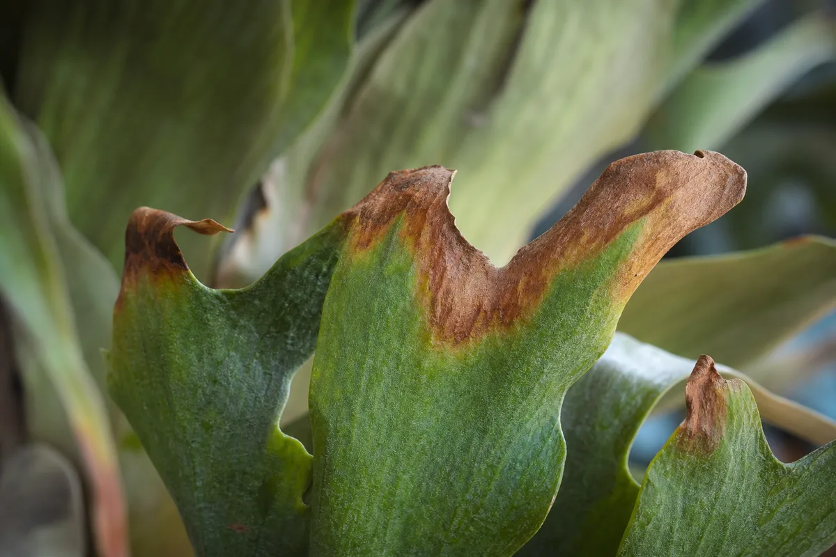 Close-up of Low Humidity on Staghorn Fern - diagnostic detail