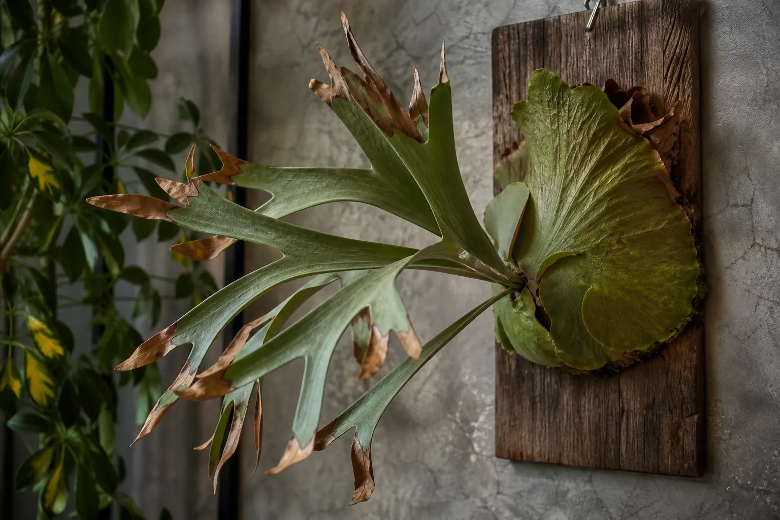 Staghorn fern stress from dry indoor air with crispy antler frond edges