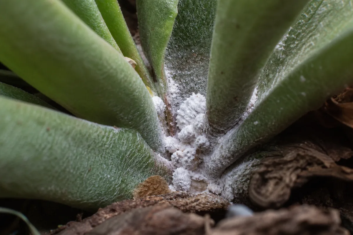 Close-up of Mealybugs on Staghorn Fern - diagnostic detail