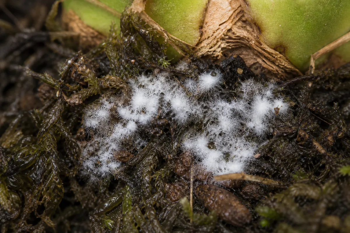 Close-up of Mold on Soil on Staghorn Fern - diagnostic detail