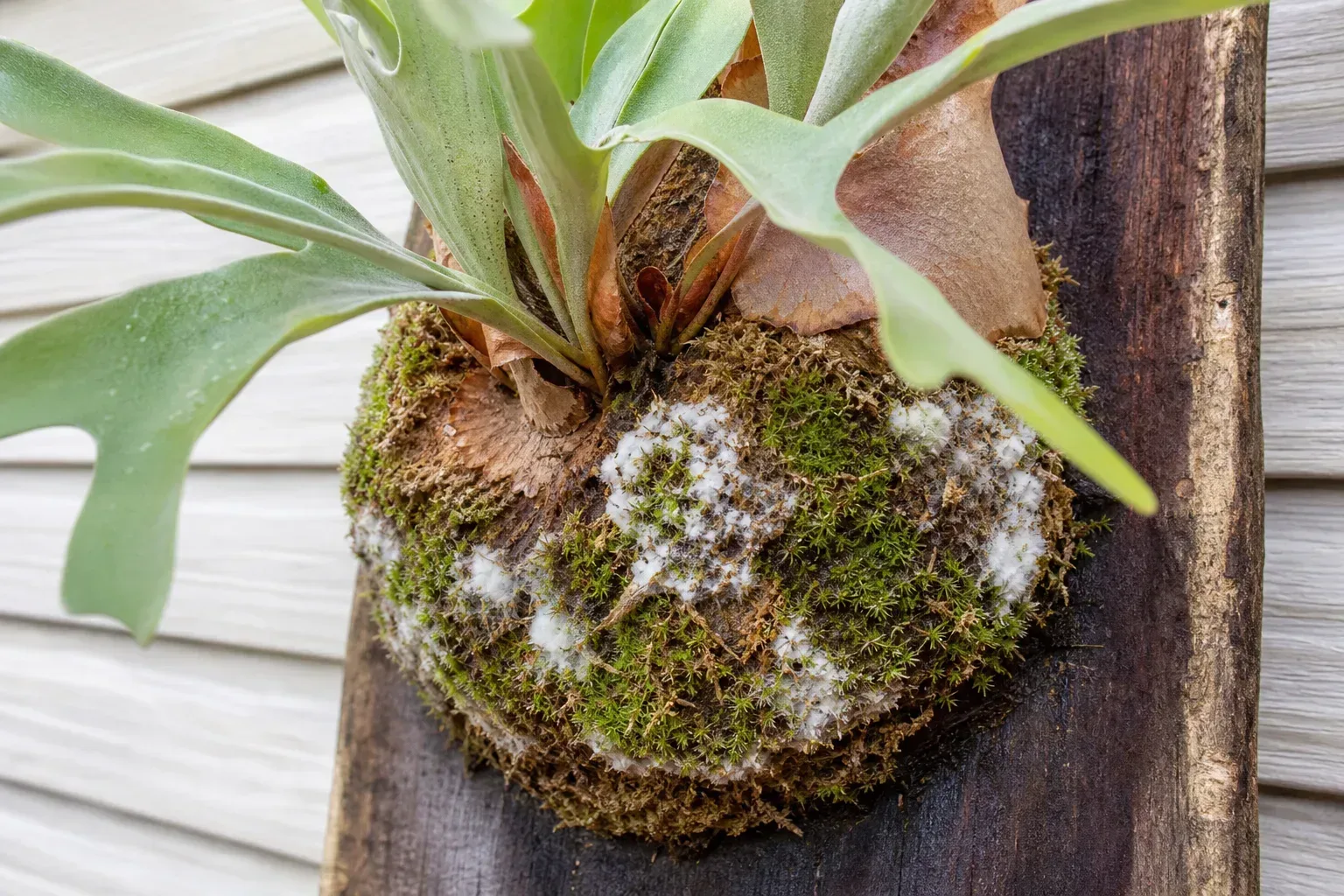 Mold on Soil on Staghorn Fern - visible symptom on the plant