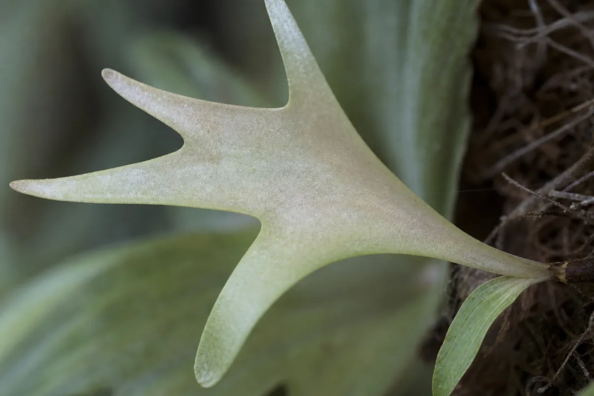 Close-up of Not Enough Light on Staghorn Fern - diagnostic detail