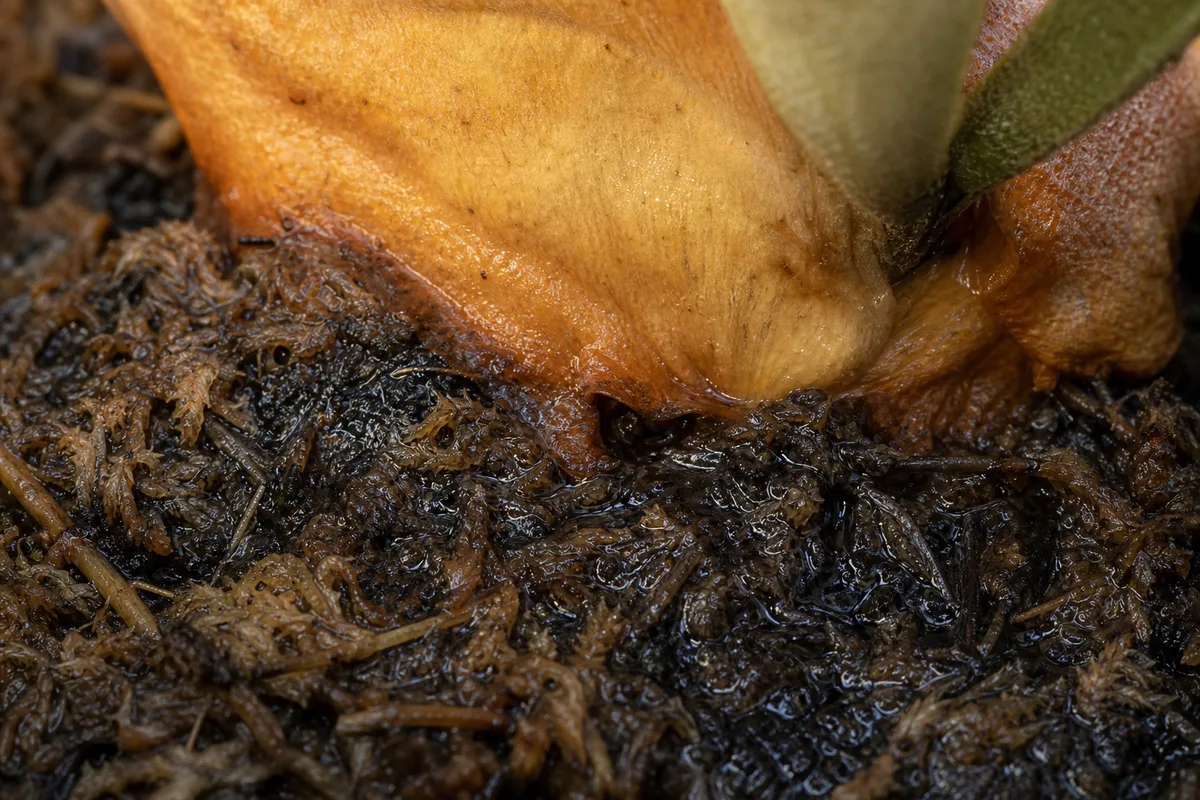 Close-up of Overwatering on Staghorn Fern - diagnostic detail