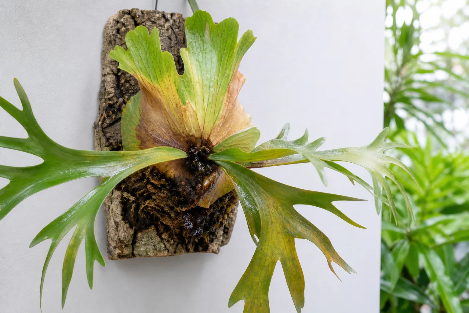 Overwatered staghorn fern with yellowing antler fronds and saturated moss at the crown