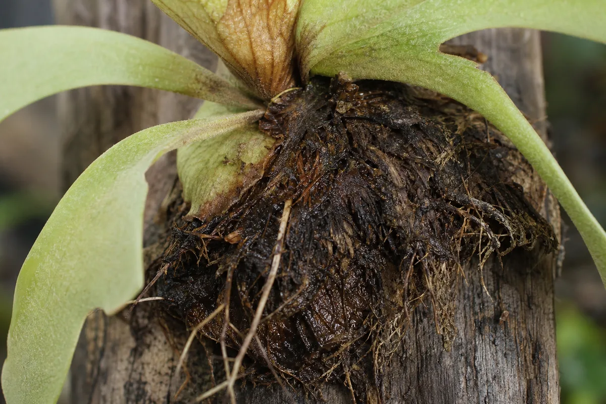 Close-up of Root Rot on Staghorn Fern - diagnostic detail