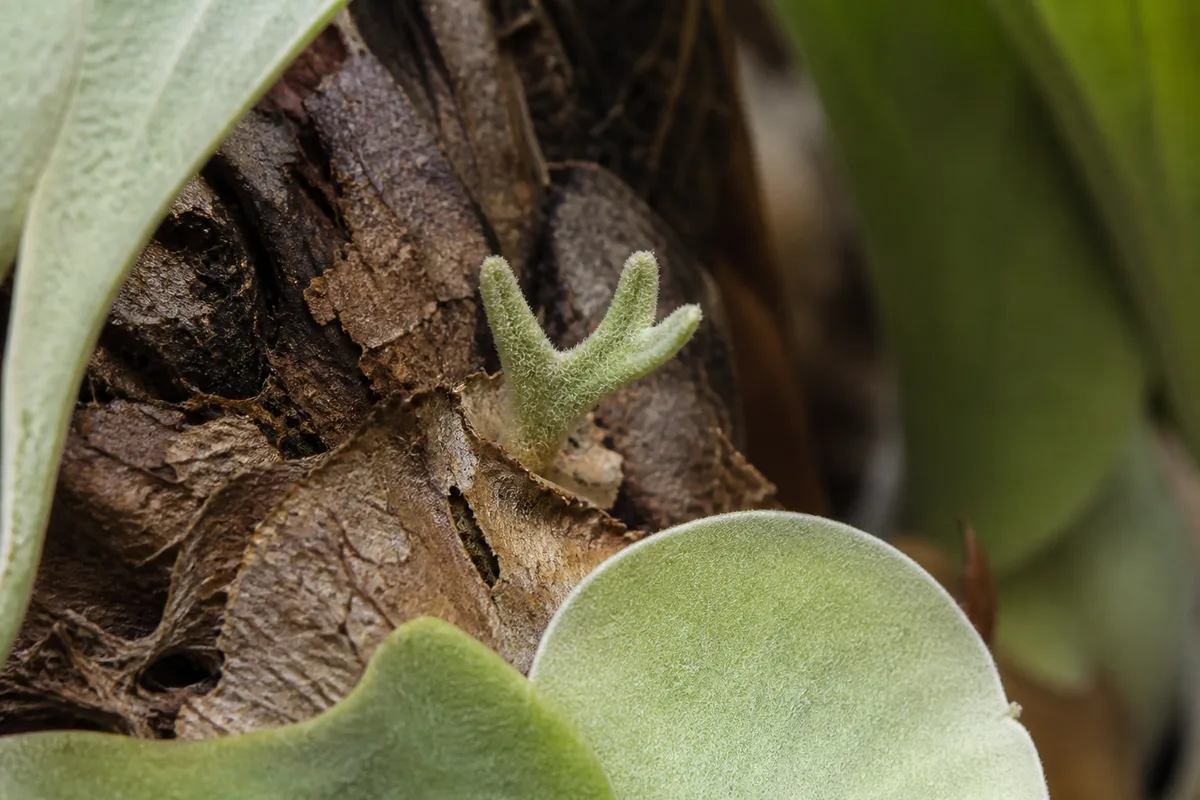 Close-up of Slow Growth on Staghorn Fern - diagnostic detail