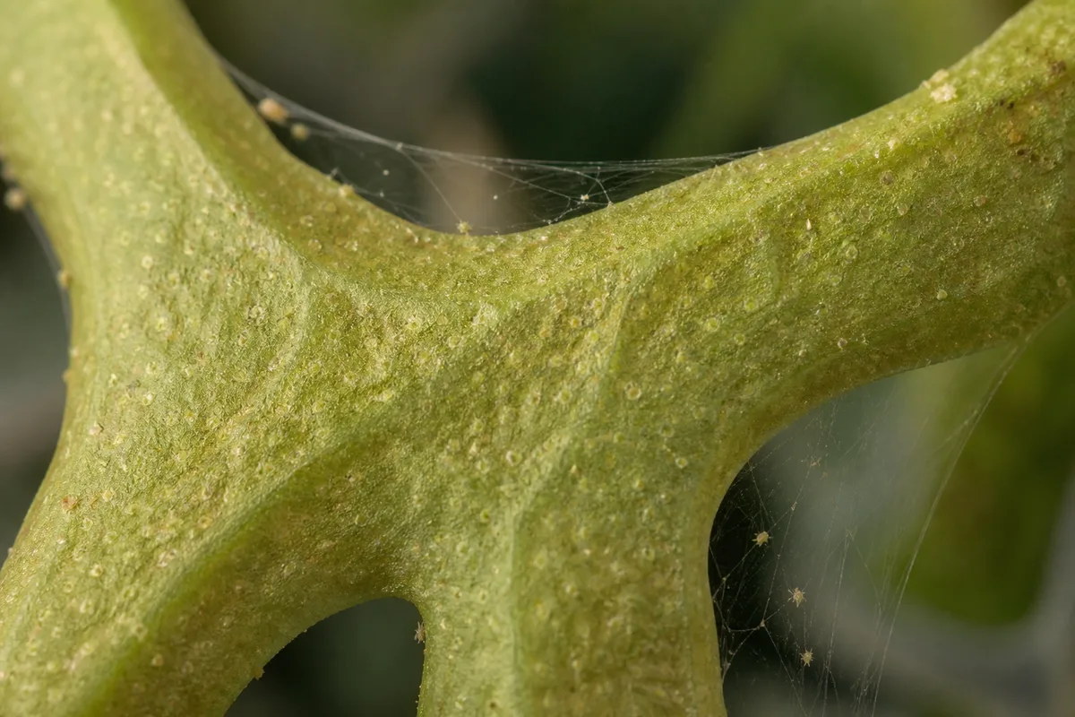 Close-up of Spider Mites on Staghorn Fern - diagnostic detail