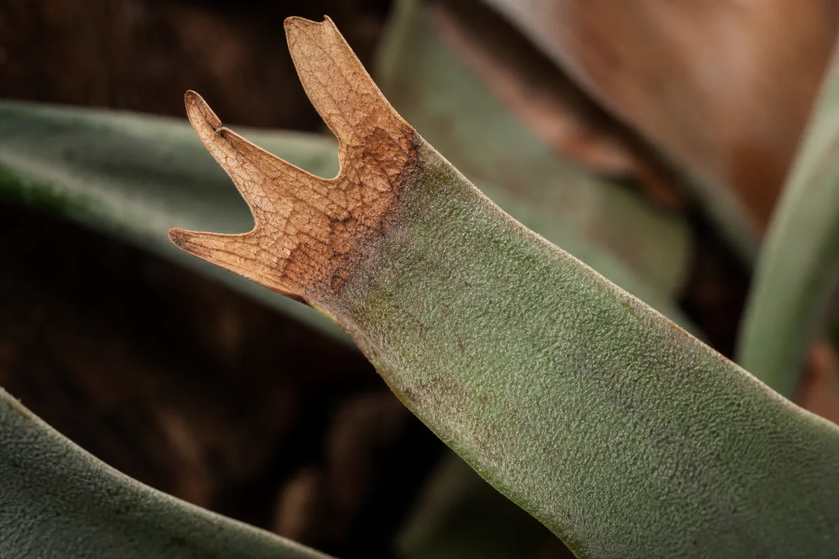 Close-up of Underwatering on Staghorn Fern - diagnostic detail