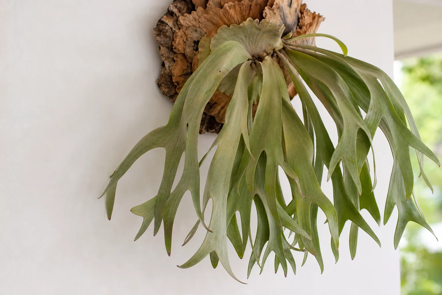 Wilting on Staghorn Fern - visible symptom on the plant