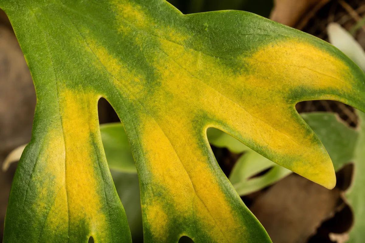 Close-up of Yellow Leaves on Staghorn Fern - diagnostic detail