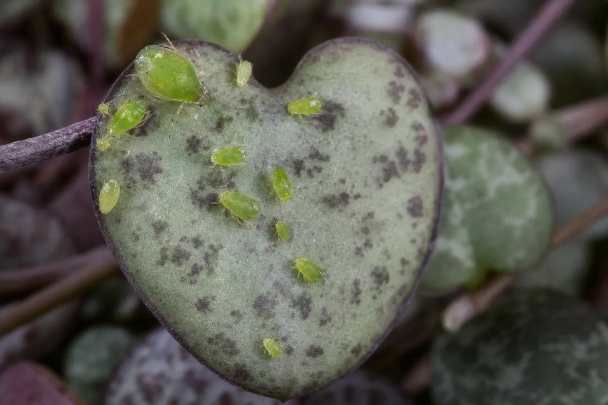 Close-up of Aphids on String of Hearts - diagnostic detail