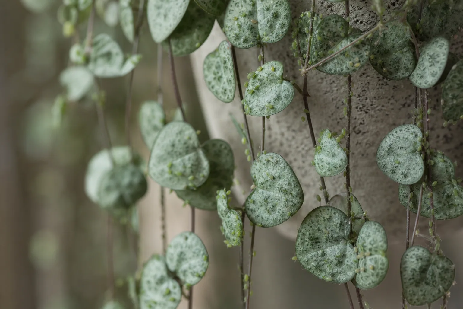 Aphids on String of Hearts - visible symptom on the plant
