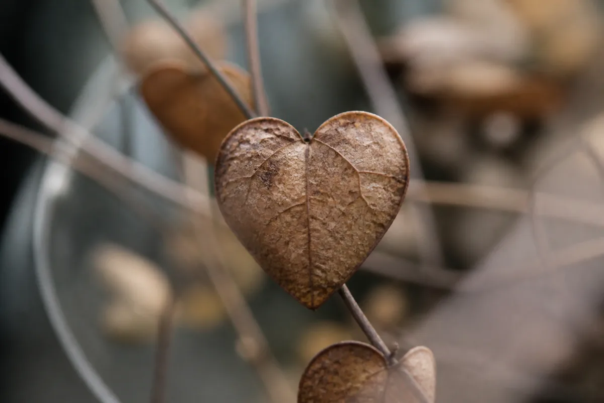 Close-up of Brown Leaves on String of Hearts - diagnostic detail