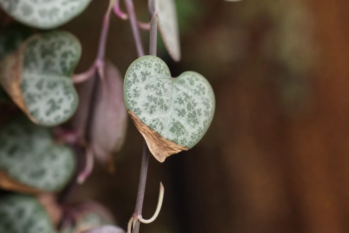 Close-up of Brown Tips on String of Hearts - diagnostic detail