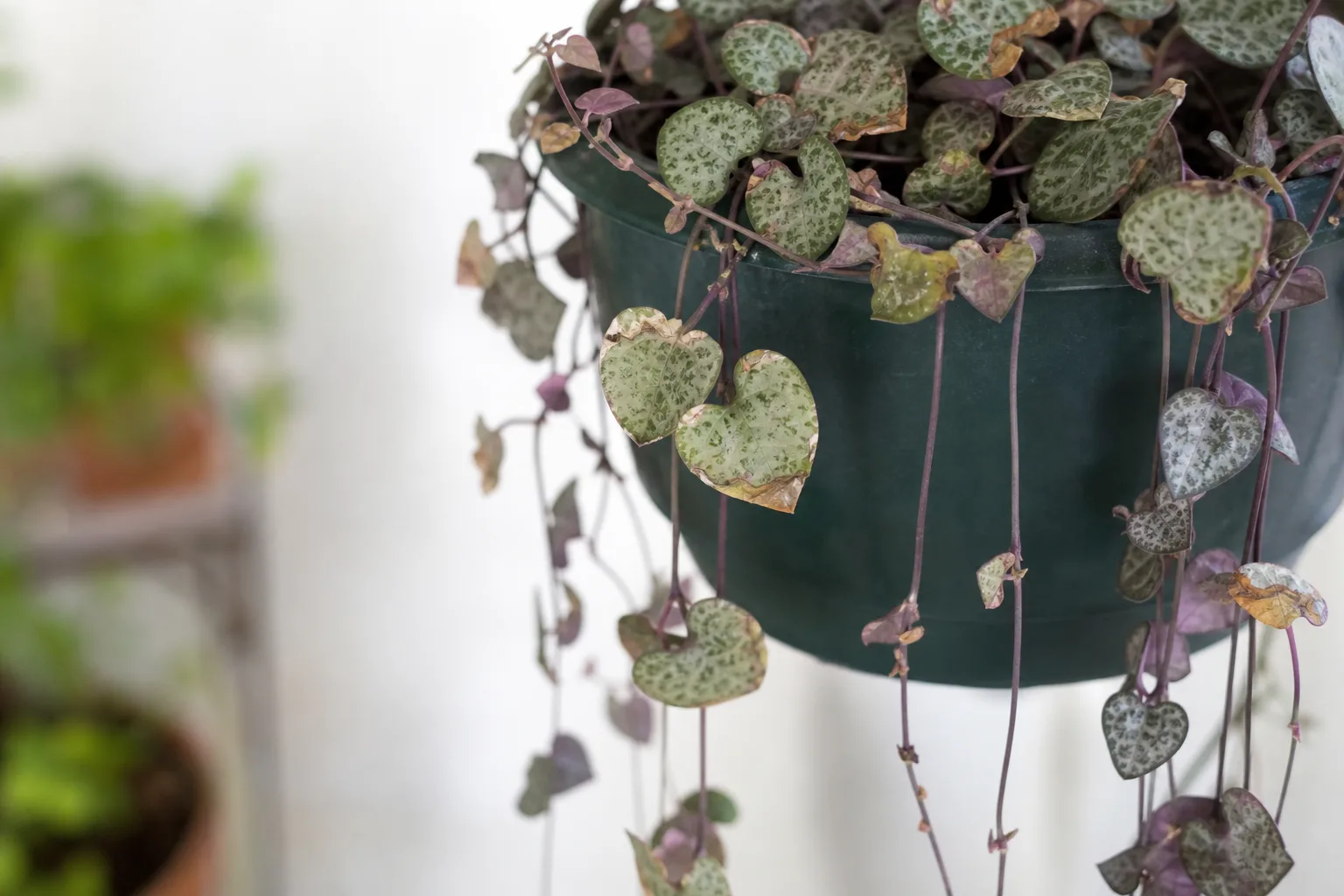 Calcium Deficiency on String of Hearts - visible symptom on the plant