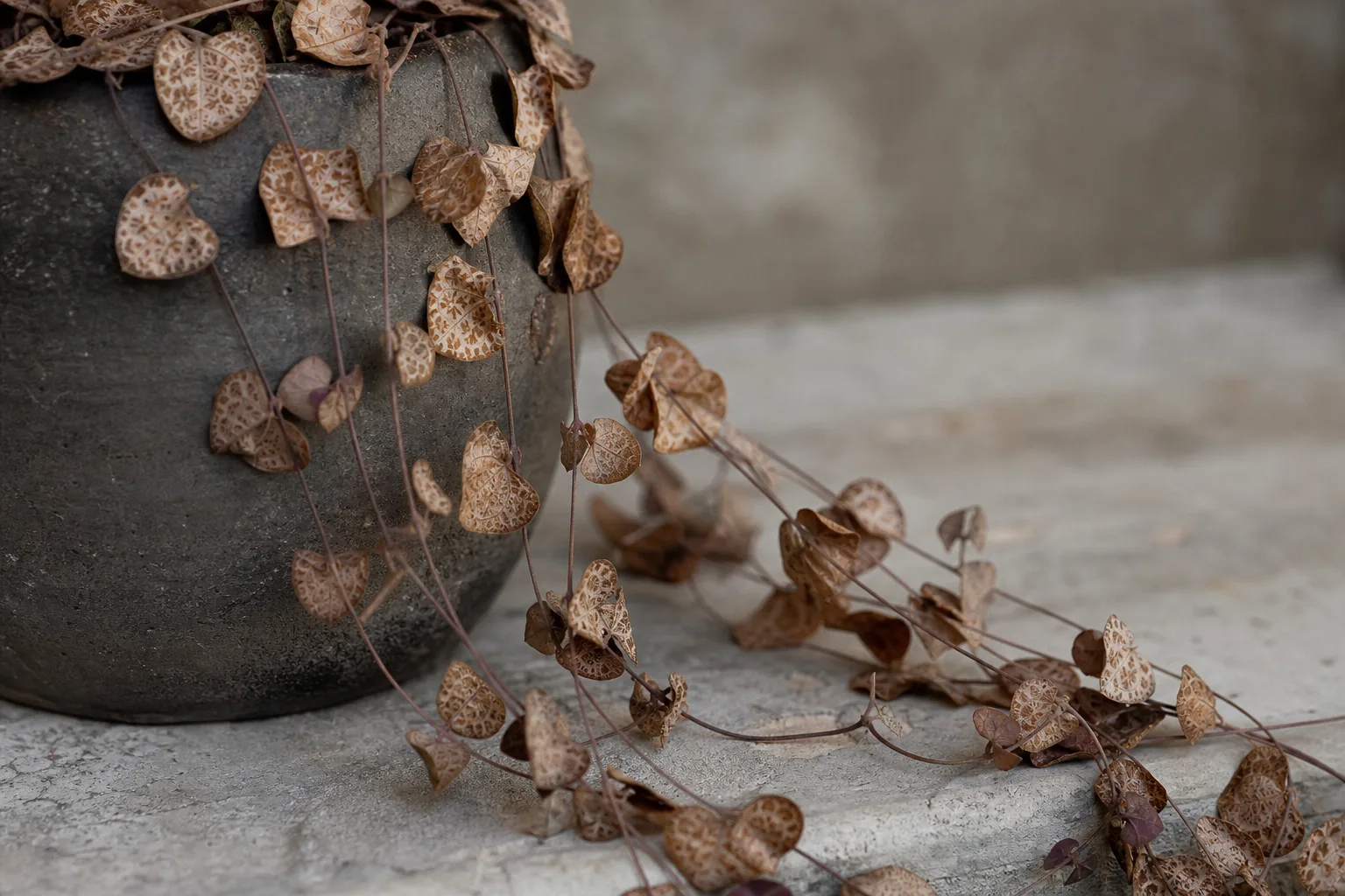 Crispy Leaves on String of Hearts - visible symptom on the plant