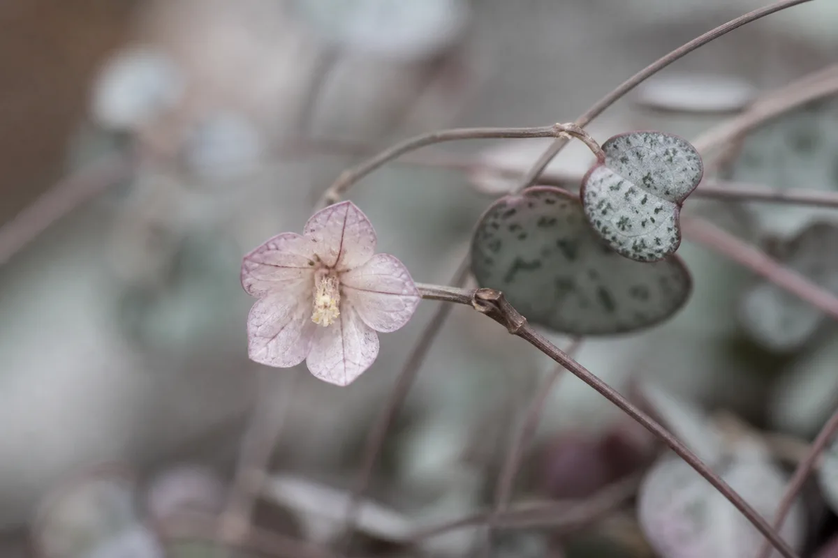 Close-up of Faded Flowers on String of Hearts - diagnostic detail