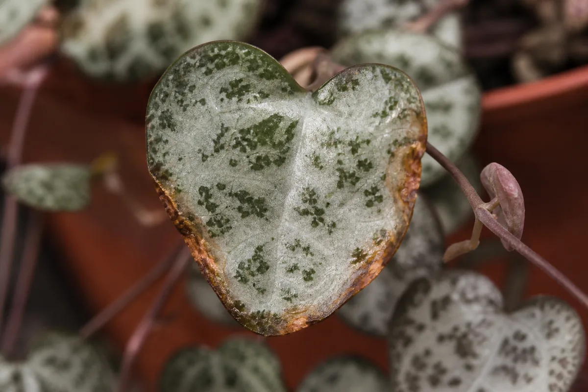 Close-up of Fertilizer Burn on String of Hearts - diagnostic detail