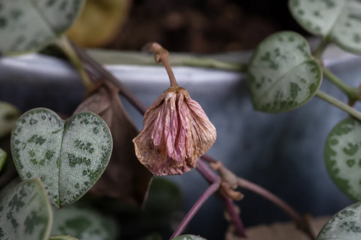 Close-up of Flowers Turning Brown on String of Hearts - diagnostic detail