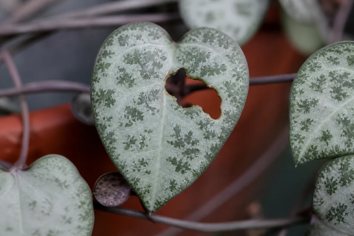 Close-up of Holes in Leaves on String of Hearts - diagnostic detail