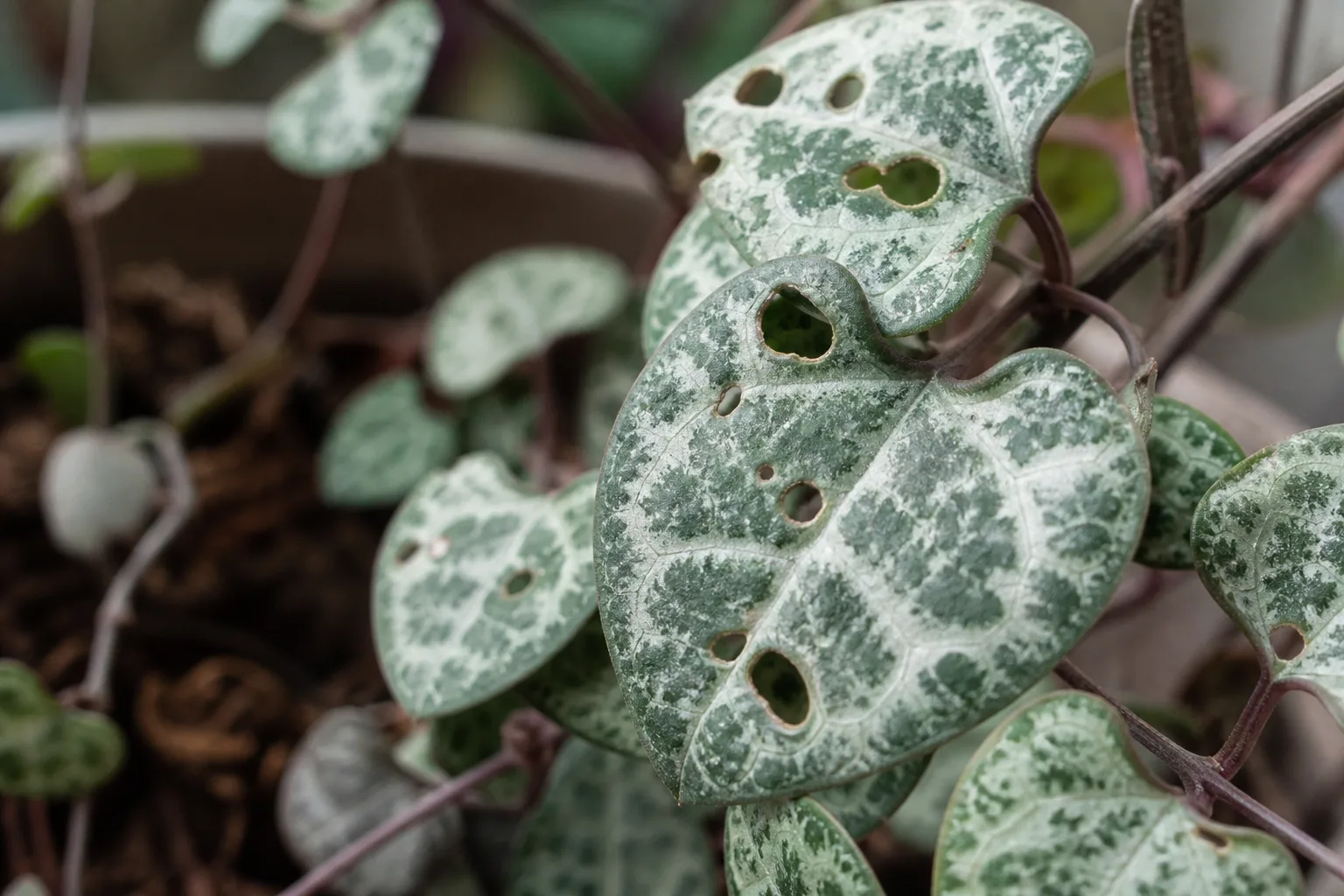 Holes in Leaves on String of Hearts - visible symptom on the plant