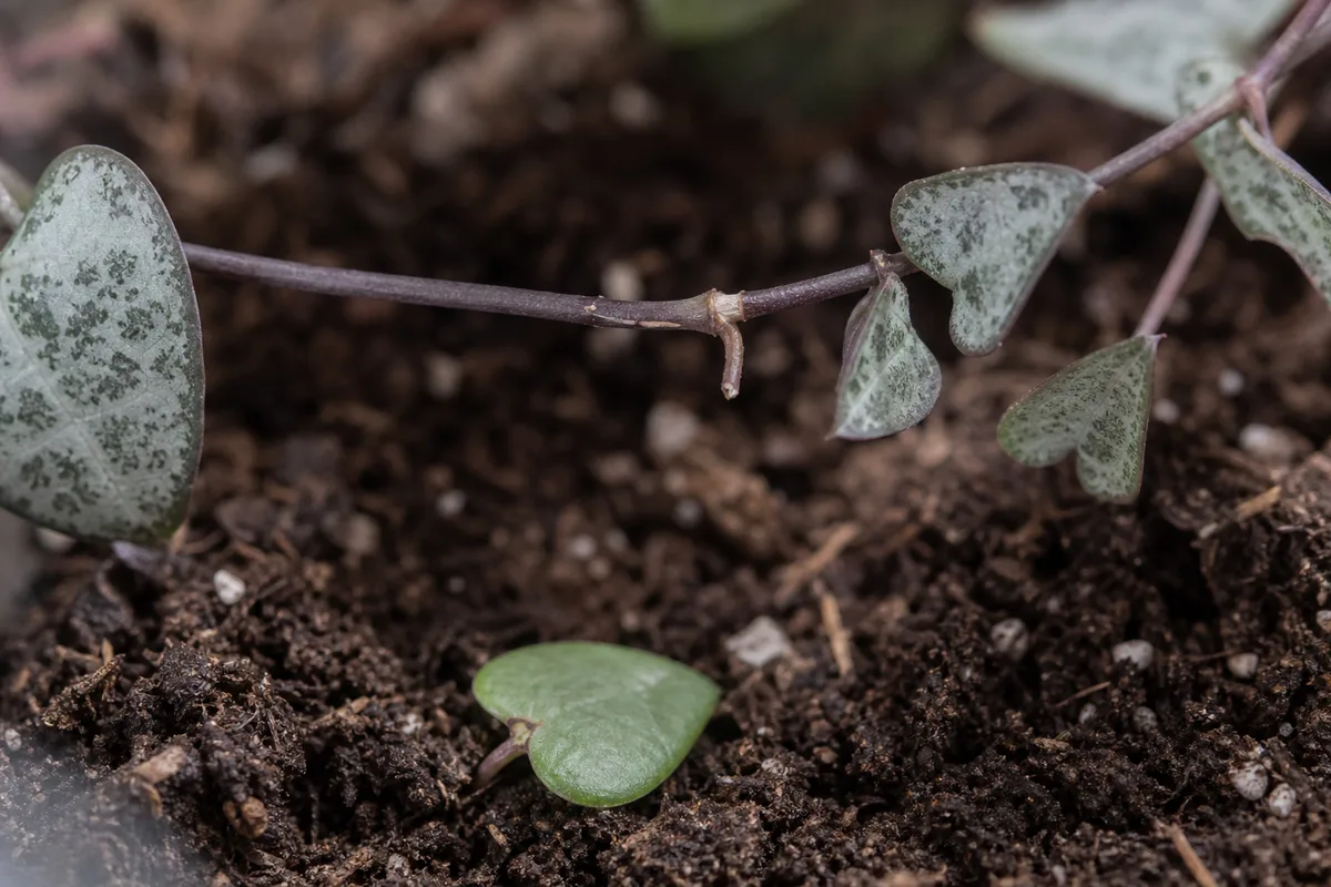 Close-up of Leaf Drop on String of Hearts - diagnostic detail