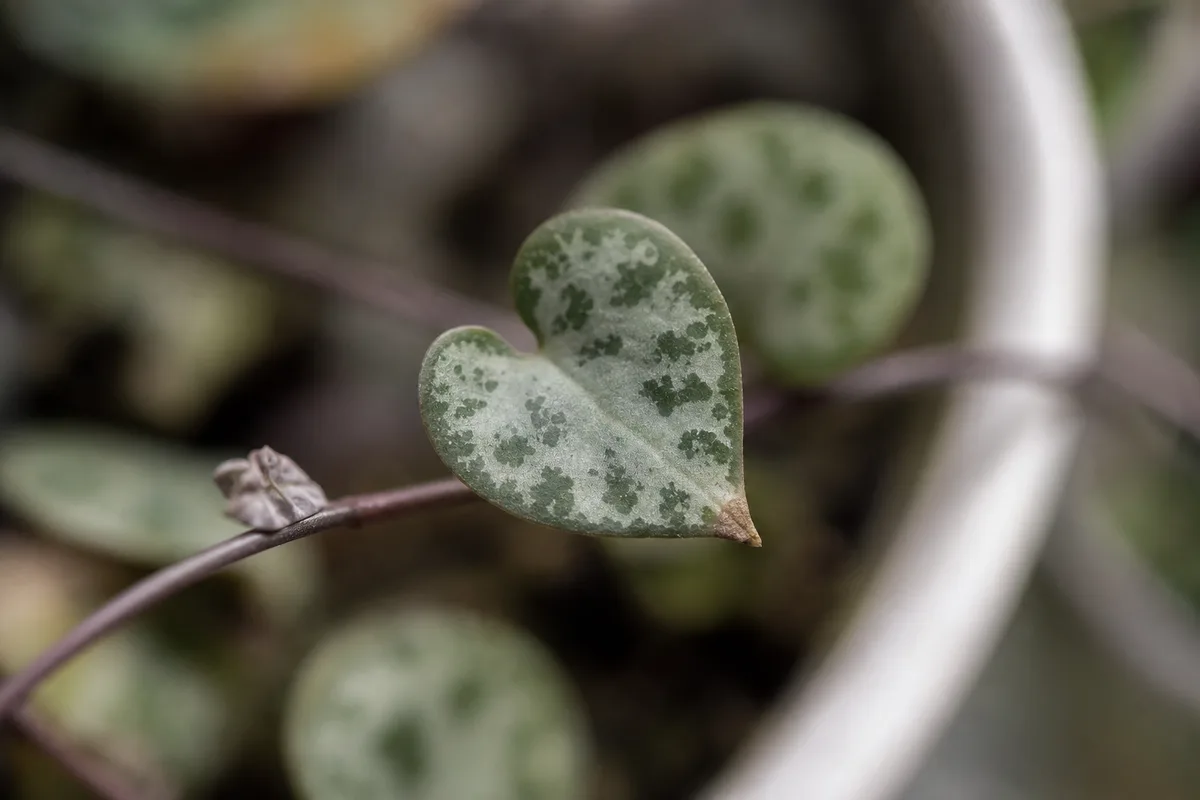 Close-up of Low Humidity on String of Hearts - diagnostic detail