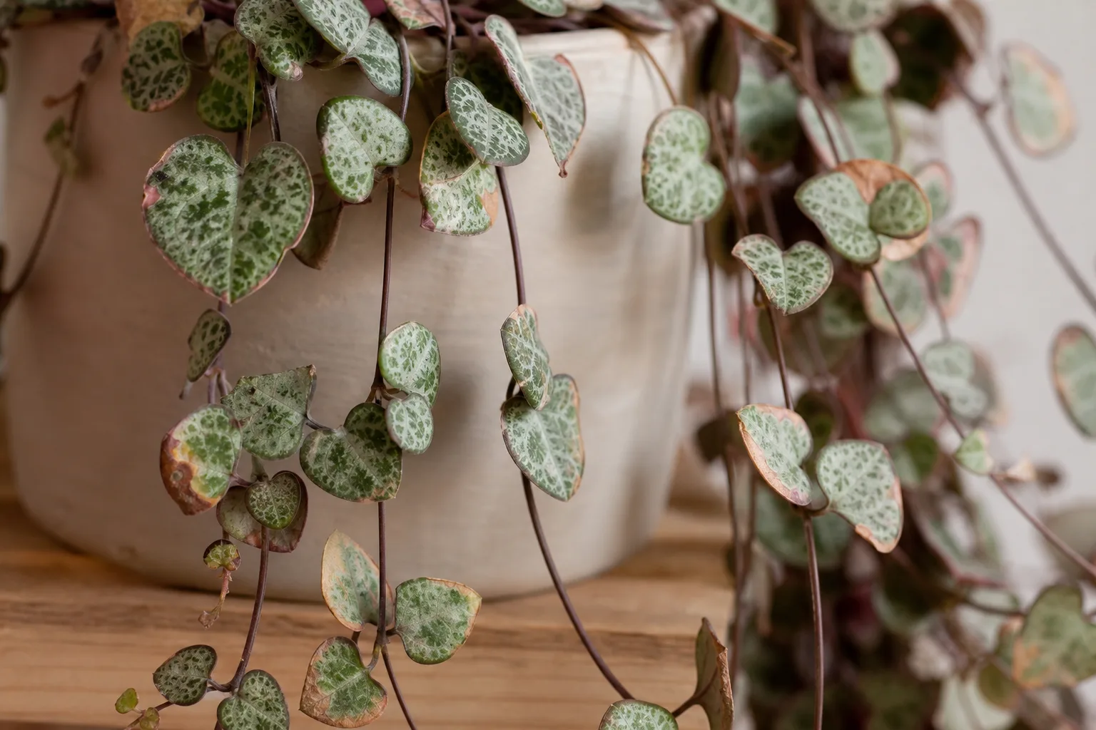 Low Humidity on String of Hearts - visible symptom on the plant