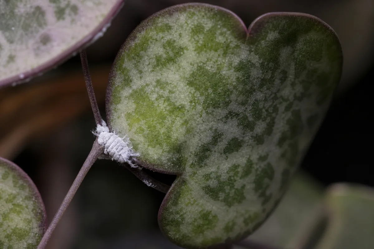 Close-up of Mealybugs on String of Hearts - diagnostic detail