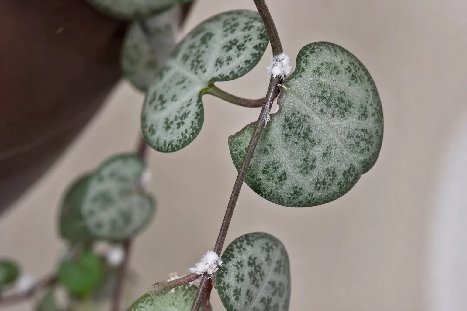 Mealybugs on String of Hearts - visible symptom on the plant