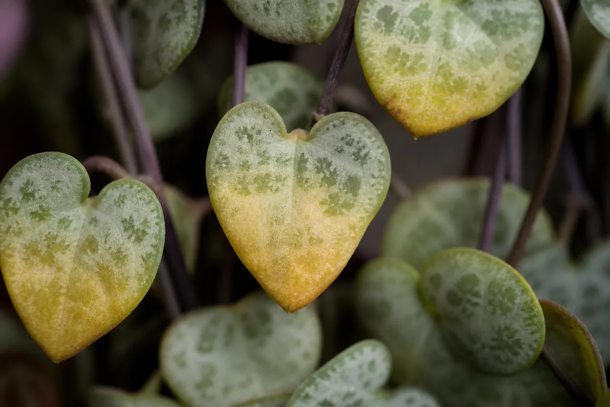 Close-up of Nitrogen Deficiency on String of Hearts - diagnostic detail
