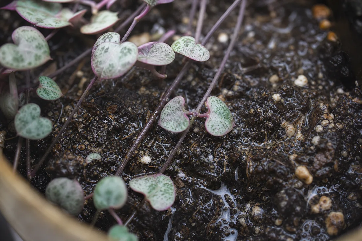 Close-up of No Drainage Hole on String of Hearts - diagnostic detail