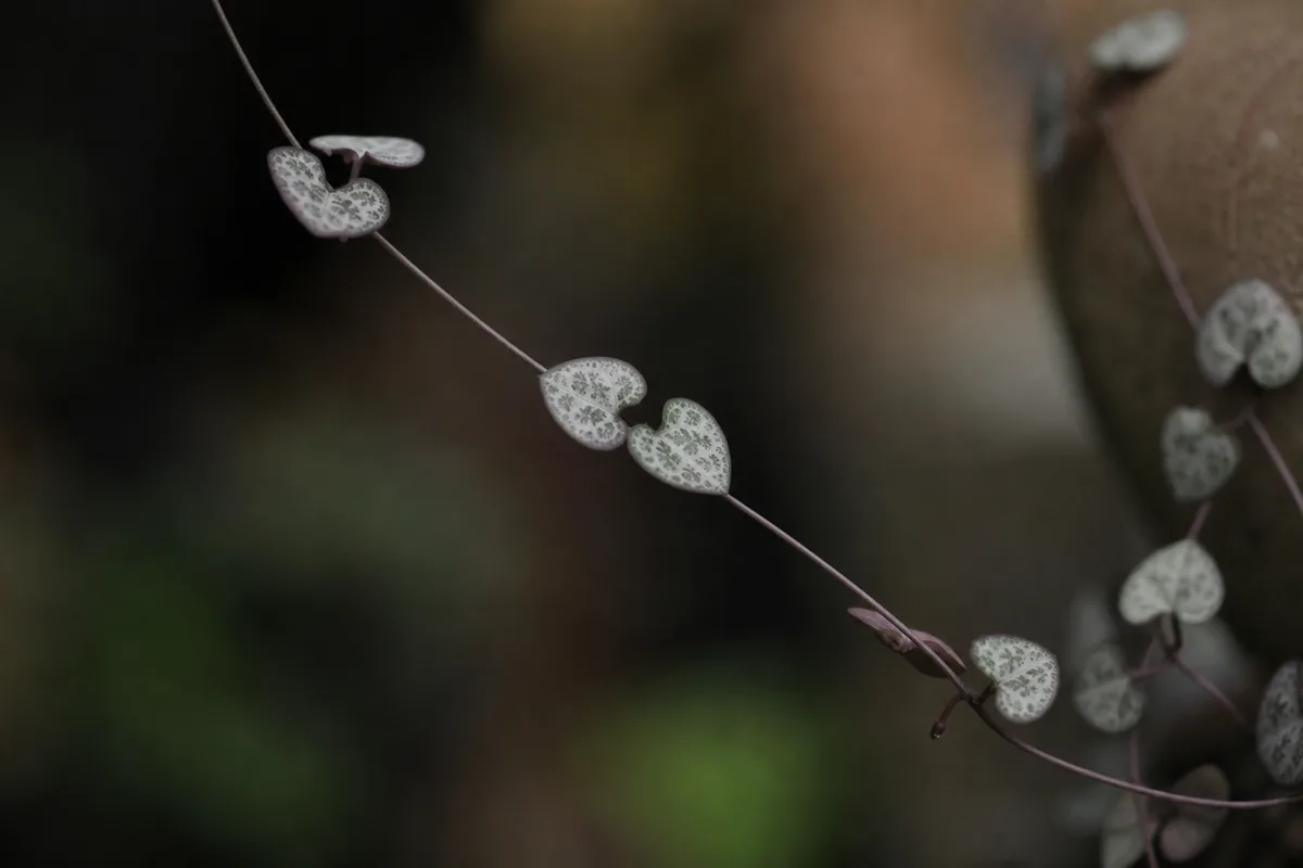 Light For Compact Marbled Vines for light for compact, marbled vines