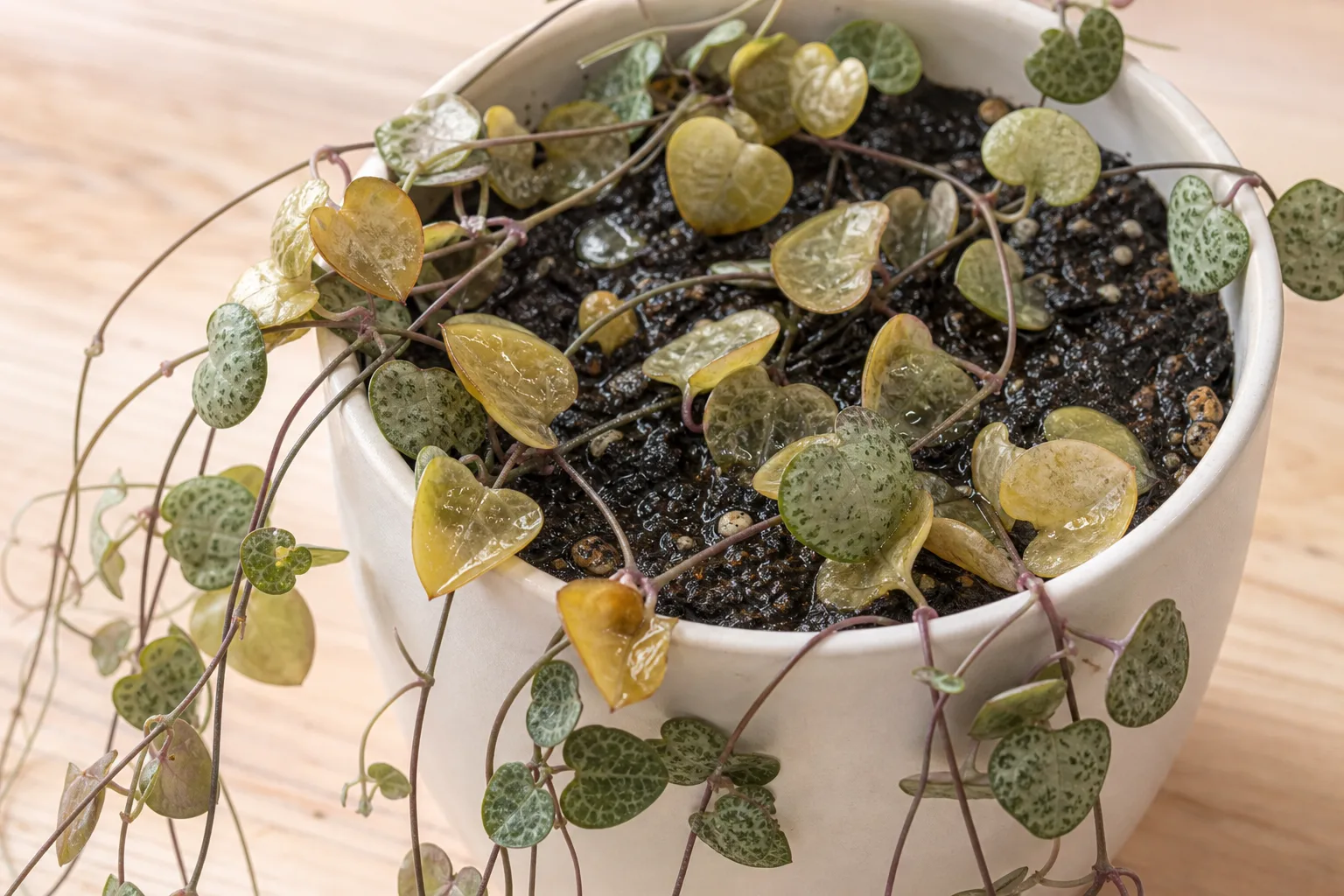Overwatered string of hearts with soft declining foliage