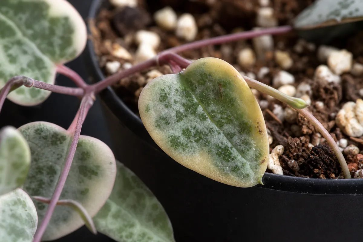 Close-up of Repotting Stress on String of Hearts - diagnostic detail