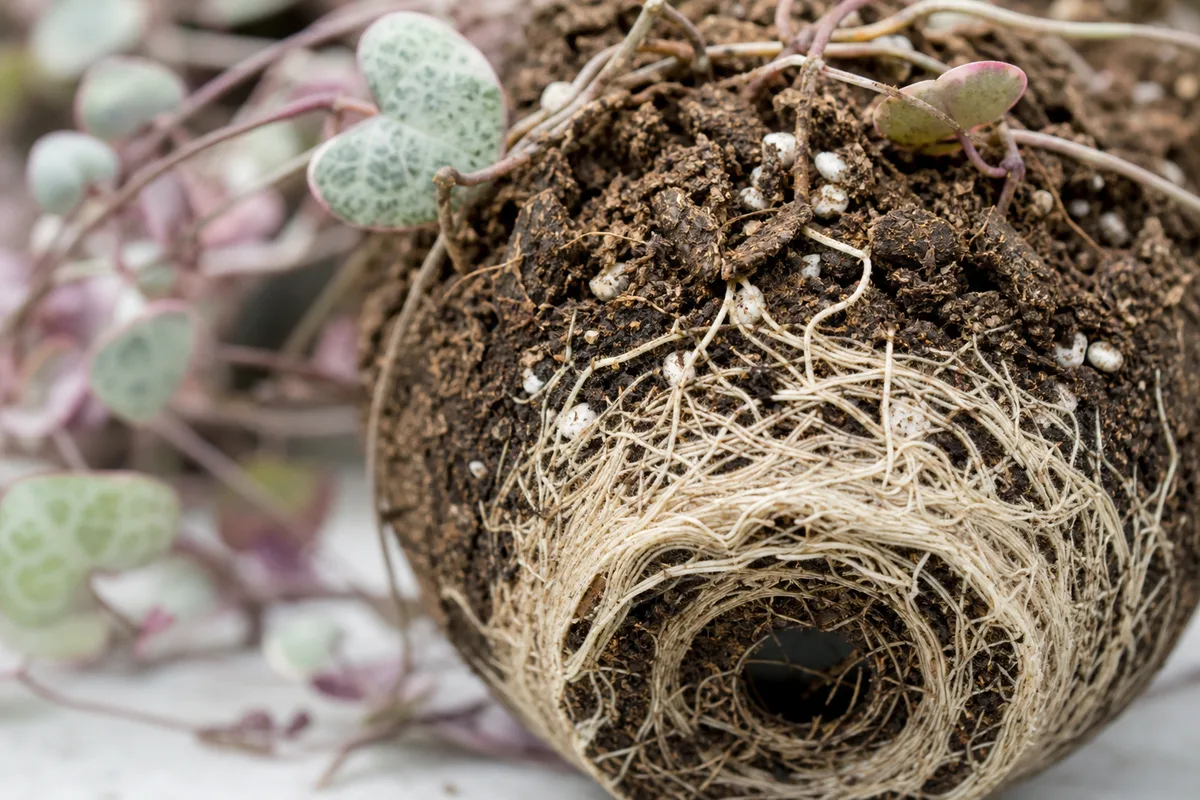 Close-up of Root Bound on String of Hearts - diagnostic detail