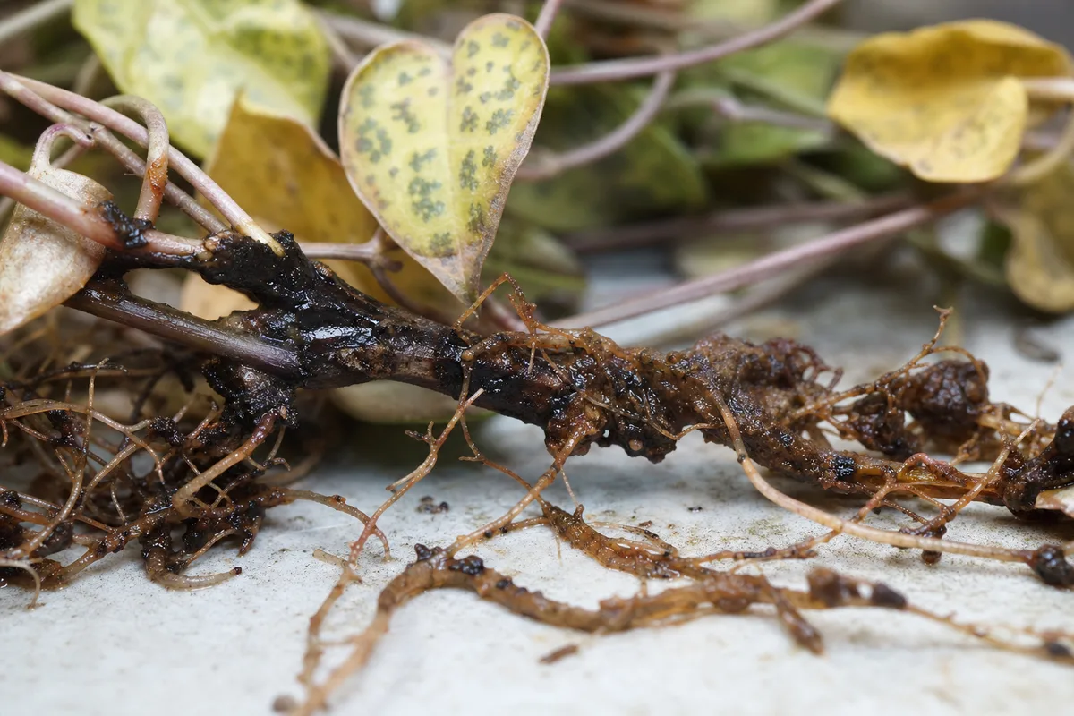 Close-up of Root Rot on String of Hearts - diagnostic detail