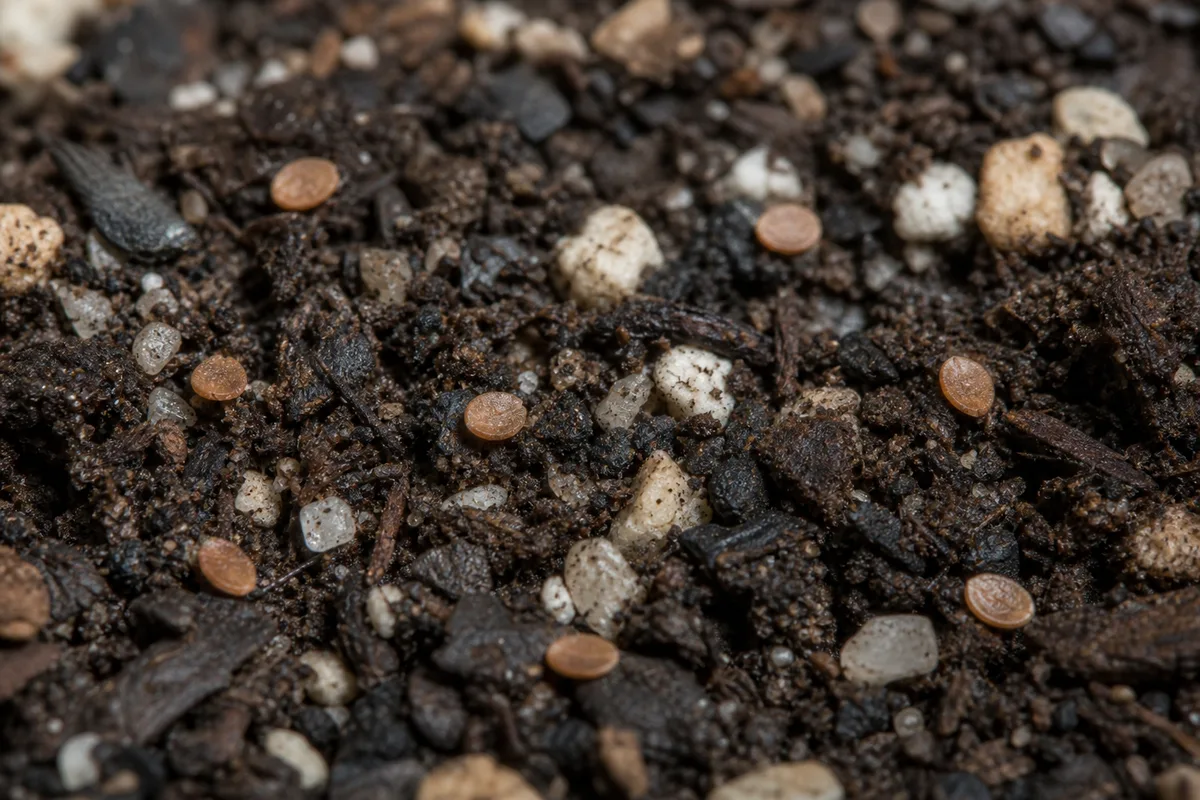 Close-up of Seeds Not Germinating on String of Hearts - diagnostic detail