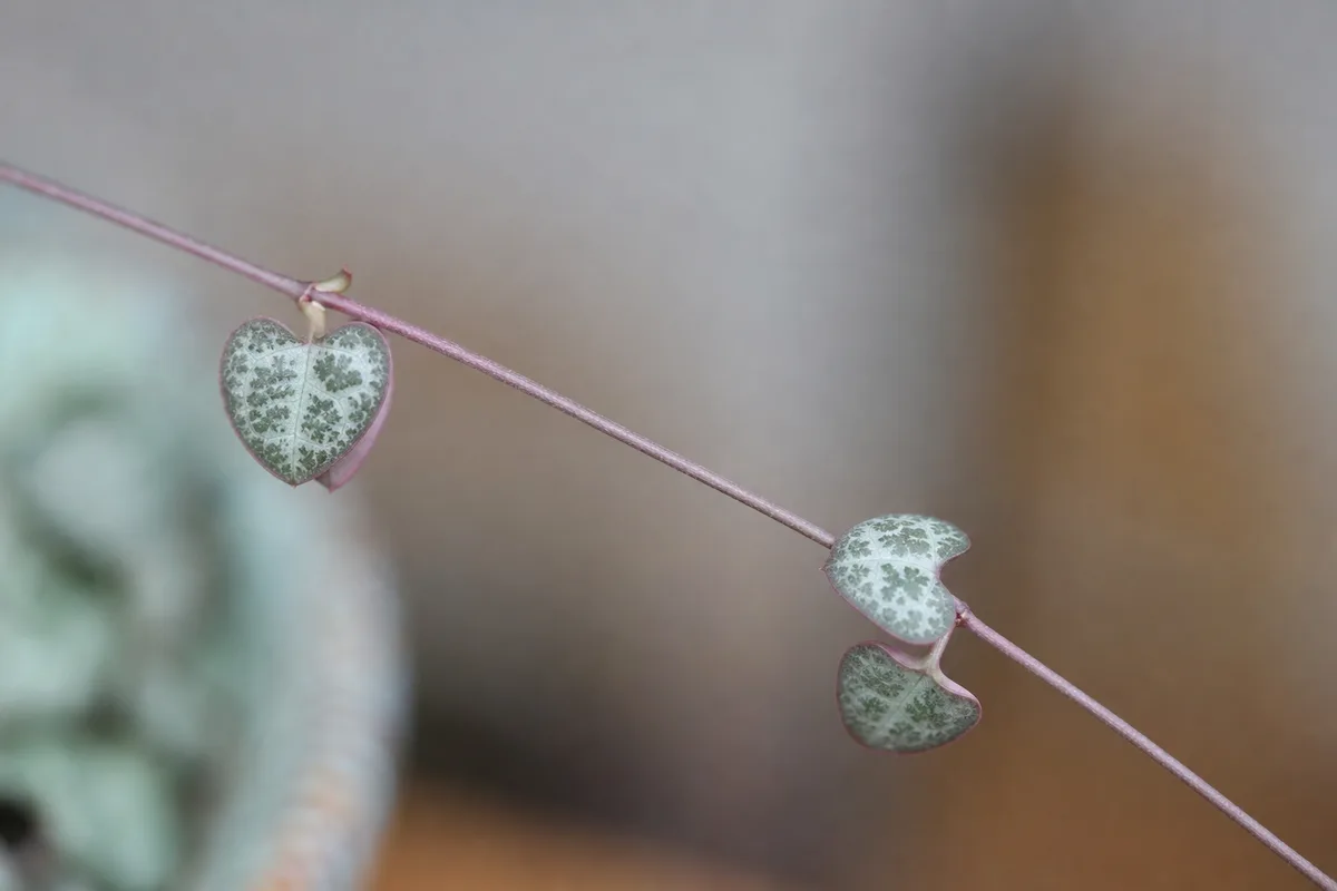 Close-up of Slow Growth on String of Hearts - diagnostic detail