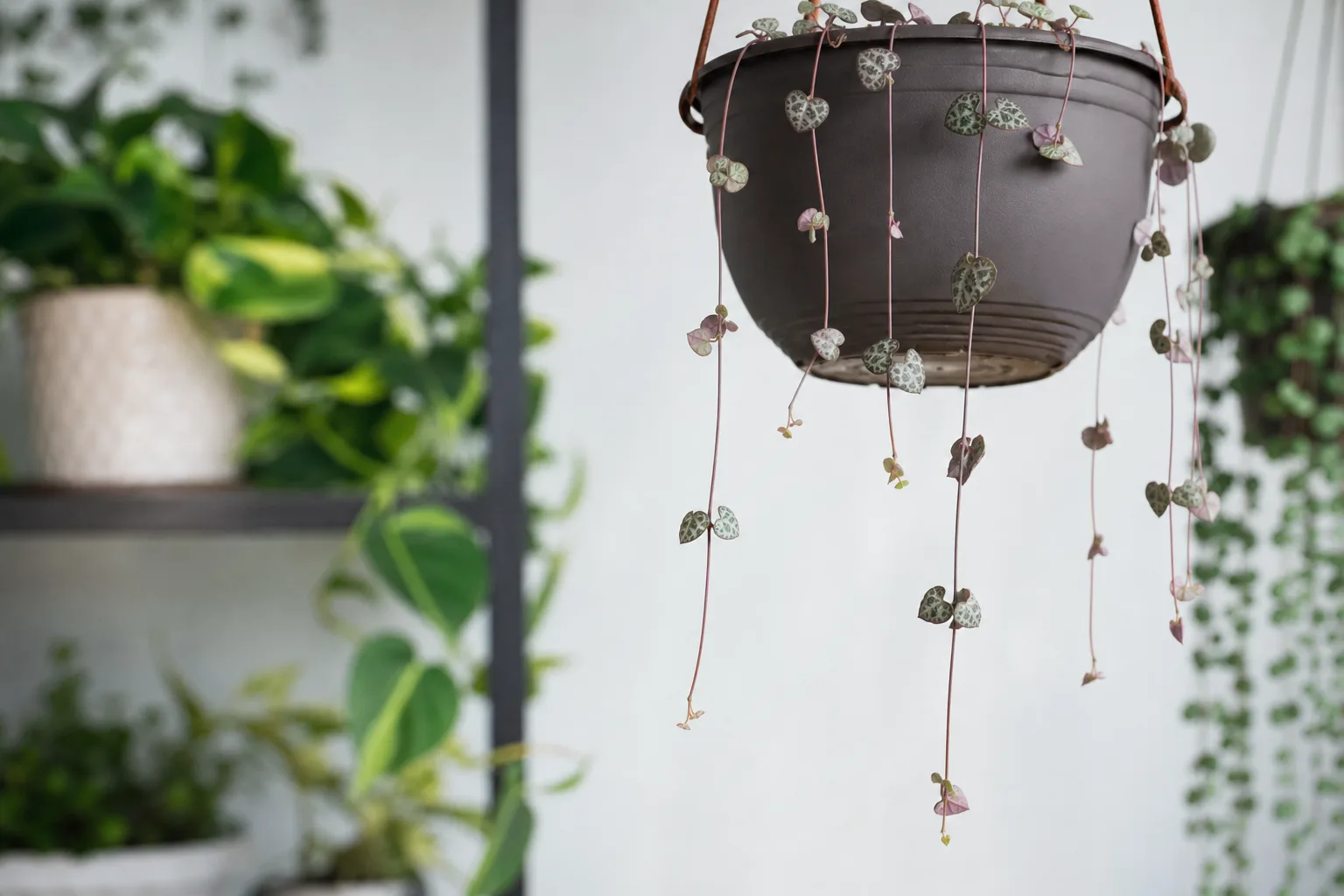 Slow Growth on String of Hearts - visible symptom on the plant
