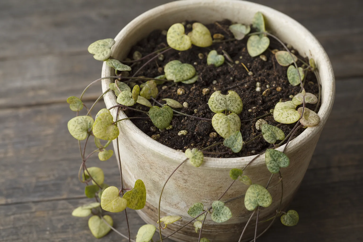 Soil Too Acidic on String of Hearts - visible symptom on the plant