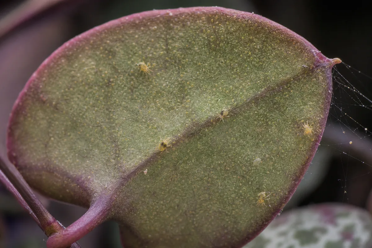 Close-up of Spider Mites on String of Hearts - diagnostic detail
