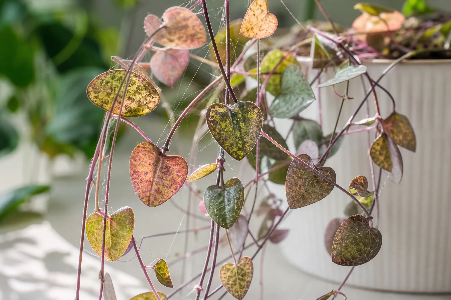 Spider Mites on String of Hearts - visible symptom on the plant